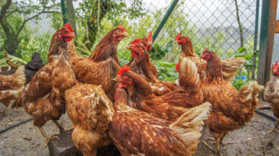 Complete Guide to Profitable Layer Chicken Farming