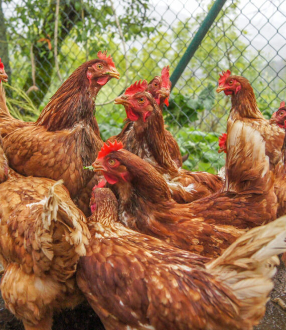 complete-guide-to-profitable-layer-chicken-farming