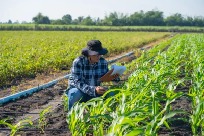 Agronomist Using Technology in Agricultural Corn Field.