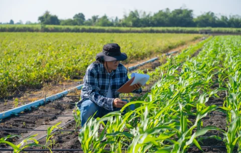 Agronomist Using Technology in Agricultural Corn Field.
