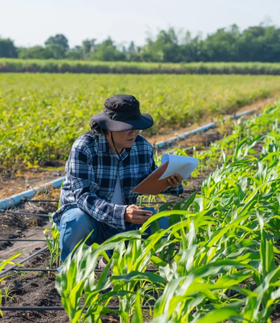Agronomist Using Technology in Agricultural Corn Field.