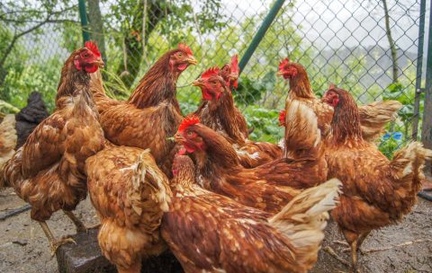 complete-guide-to-profitable-layer-chicken-farming